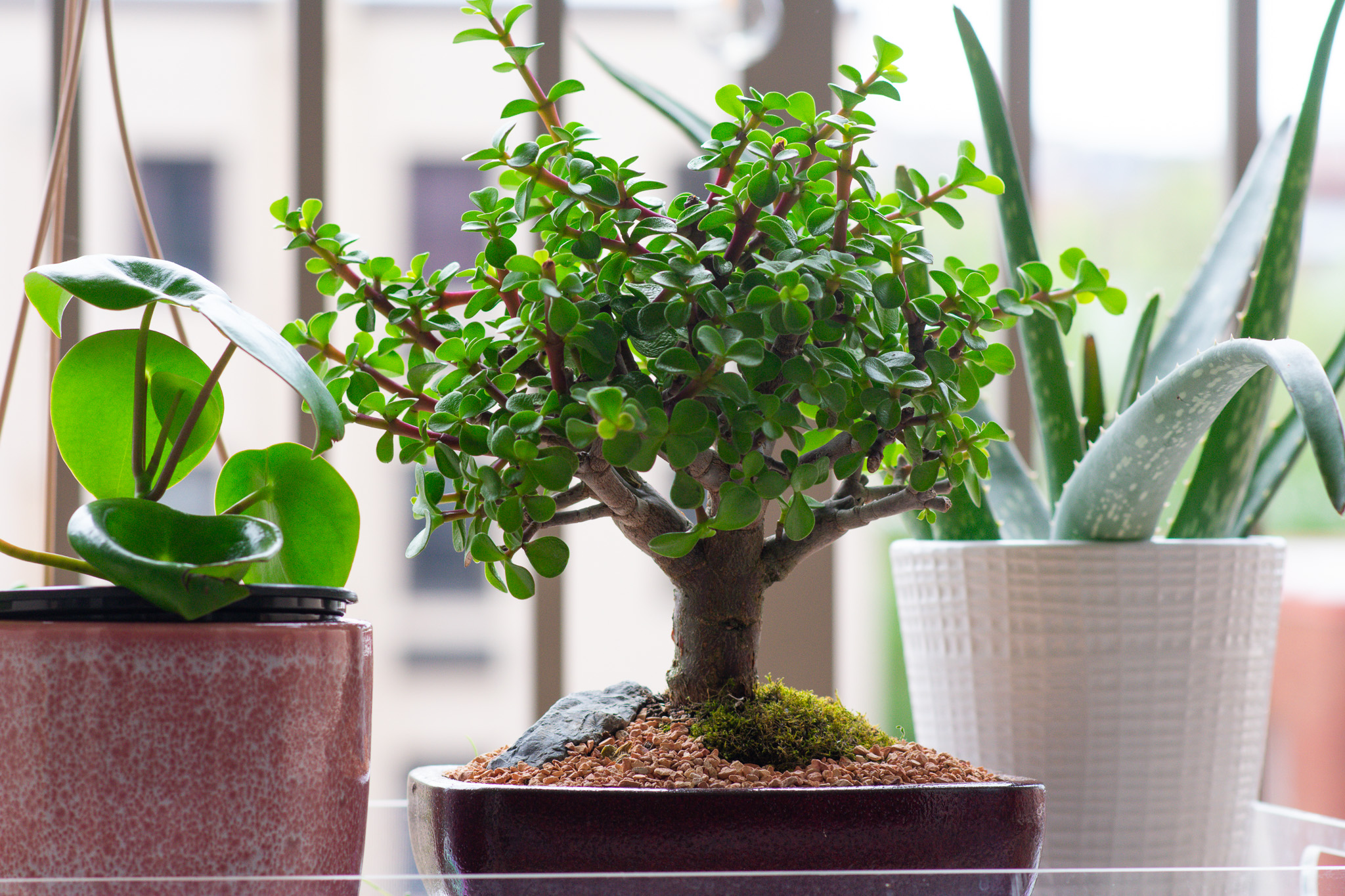 My First Bonsai Experience